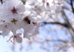 Sakura  Daytime