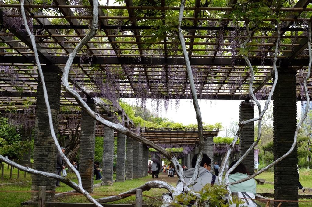 藤だな