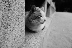 猫侍