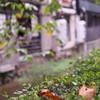 P9150789