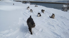 陸奥湾の野良猫