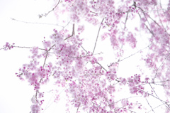 cherry blossoms 