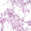 cherry blossoms 