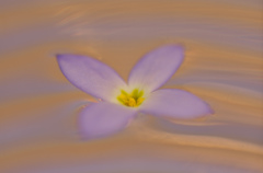 揺蕩う