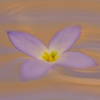 揺蕩う