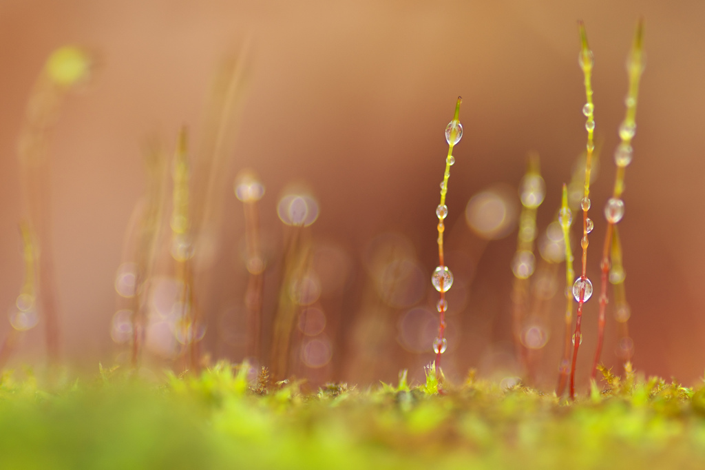 moss tower