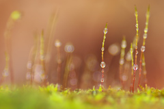 moss tower