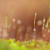 moss tower