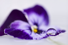 waterdrop