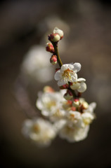 plum blossoms