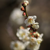 plum blossoms