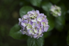 Hydrangea macrophylla