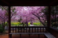 春の一時