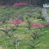 梅園