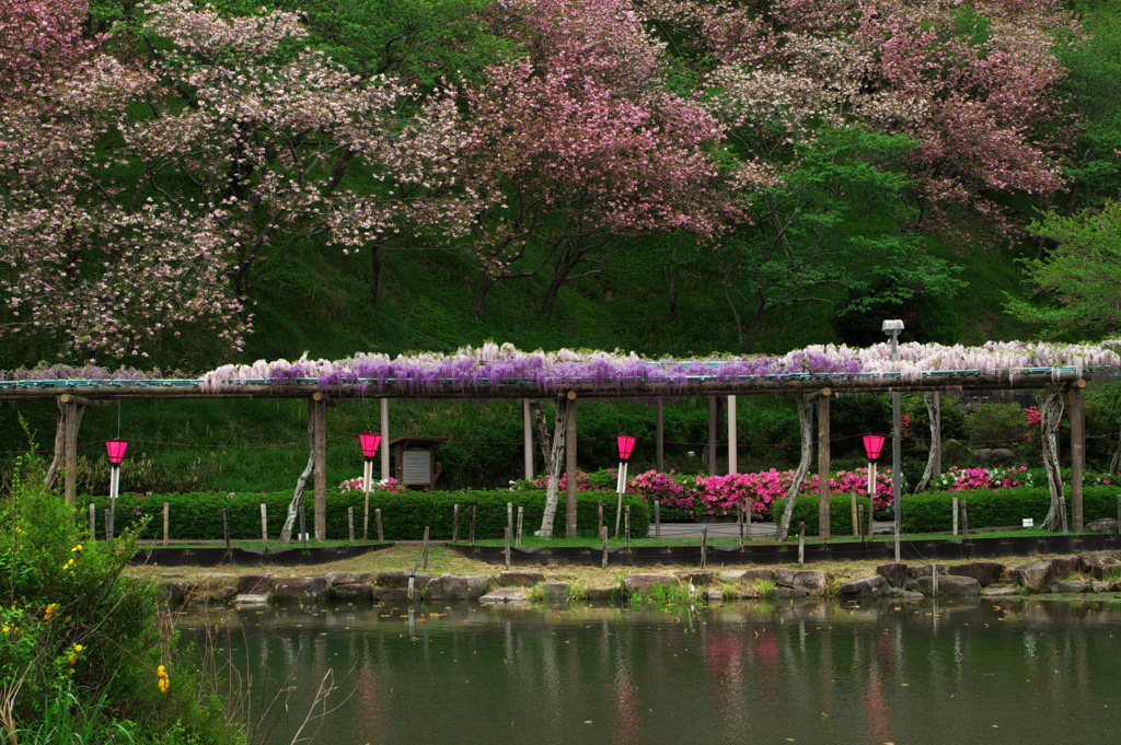 春の花