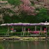 春の花