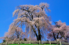 枝垂れ桜