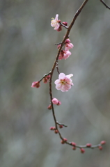 梅