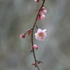 梅