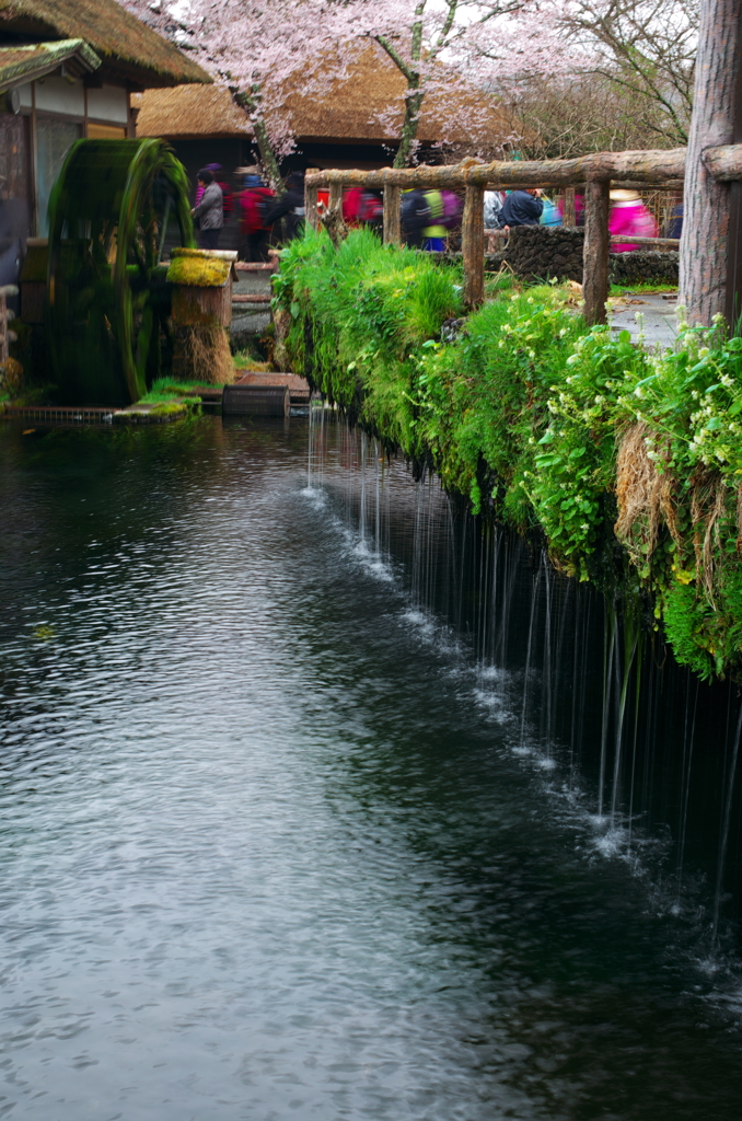 世界遺産　忍野八海