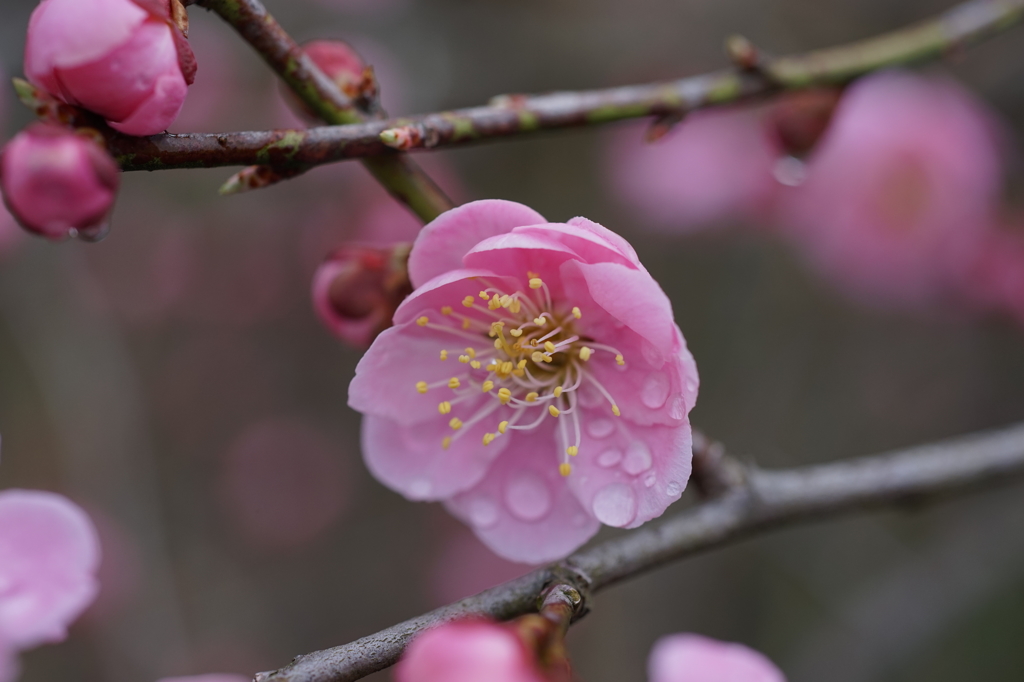 ピンクの梅の花