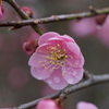 ピンクの梅の花