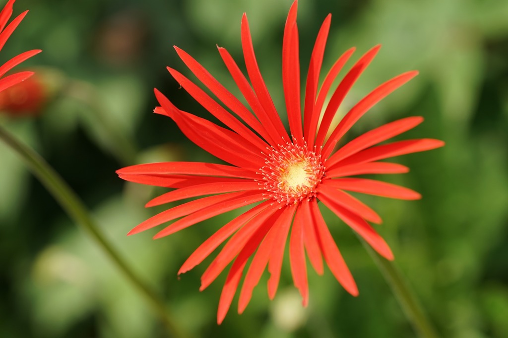 紅い花