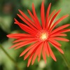 紅い花