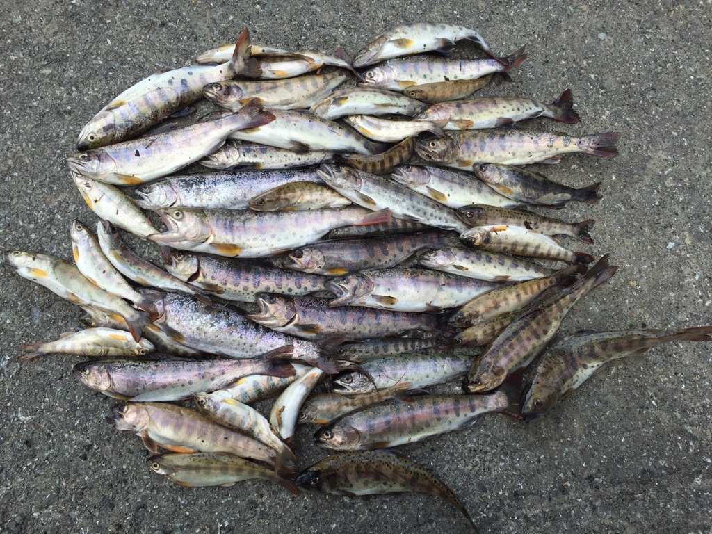 ヤマメ解禁　爆釣