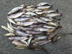 ヤマメ解禁　爆釣