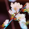 夜桜
