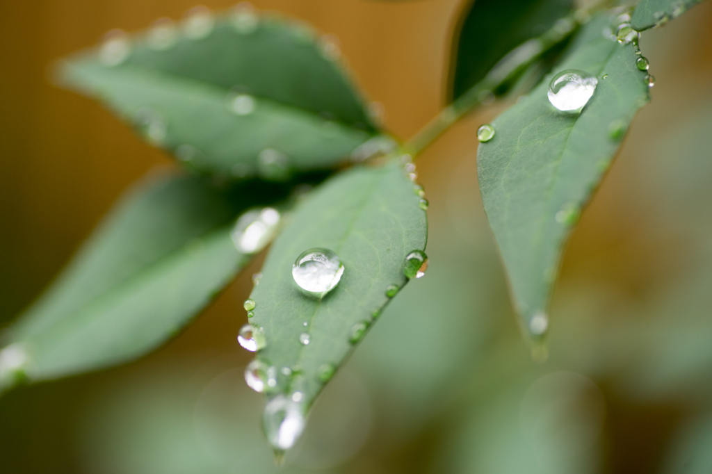 雨つぶ