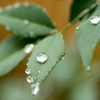 雨つぶ