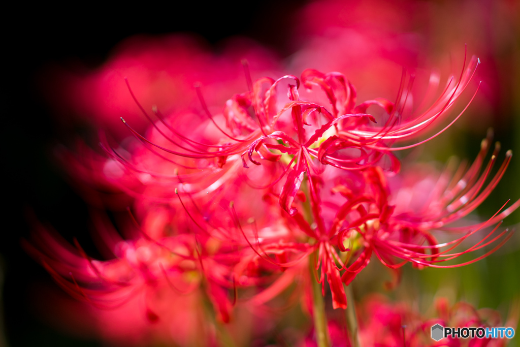 曼珠沙華