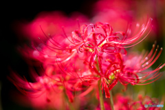 曼珠沙華