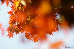 春の紅葉
