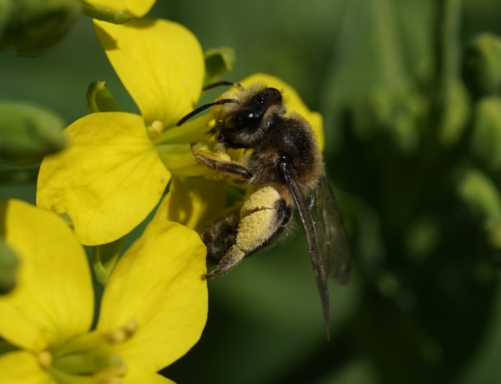 こっちのみ～つはあ～まいな♪