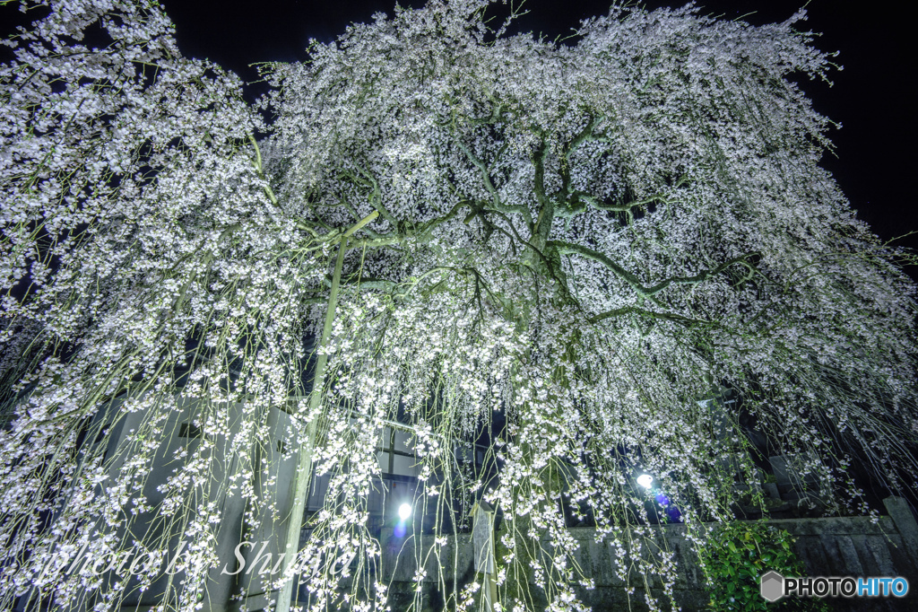 蓮照寺のしだれ桜③