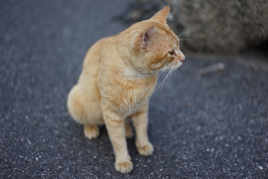 年老いた猫