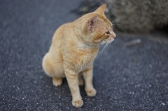 年老いた猫