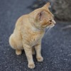 年老いた猫