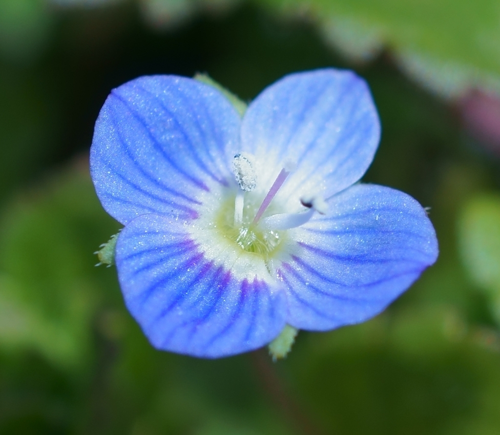 小さな春の花