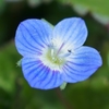 小さな春の花