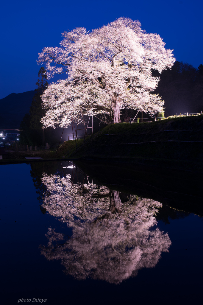 要害桜　ライトアップ