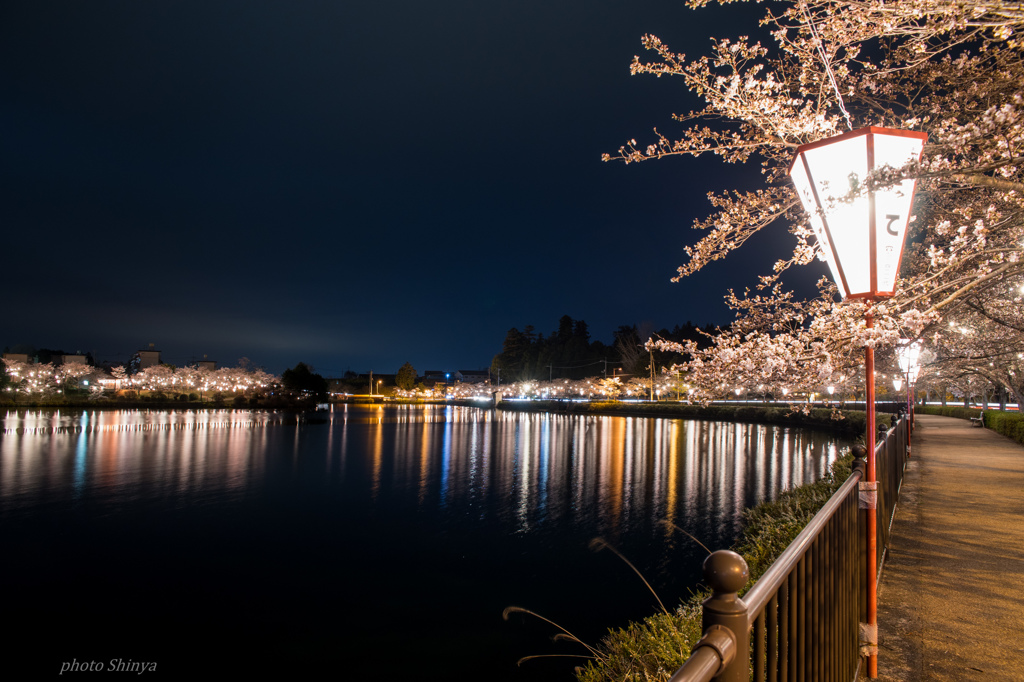 夜桜