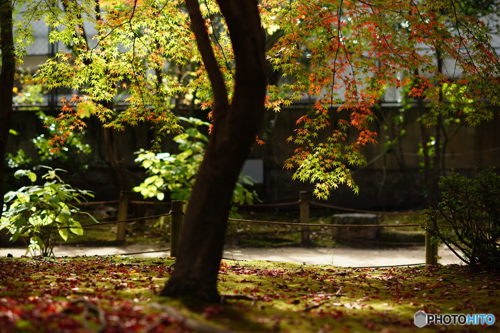 晩秋の縮景園①