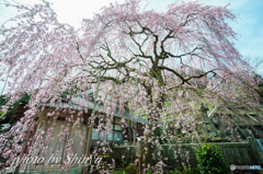 蓮照寺のしだれ桜②