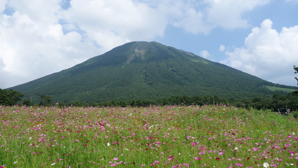 大山とコスモス