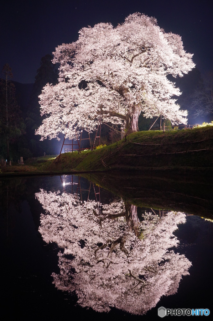 要害桜2016ライトアップ