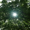 木漏れ日